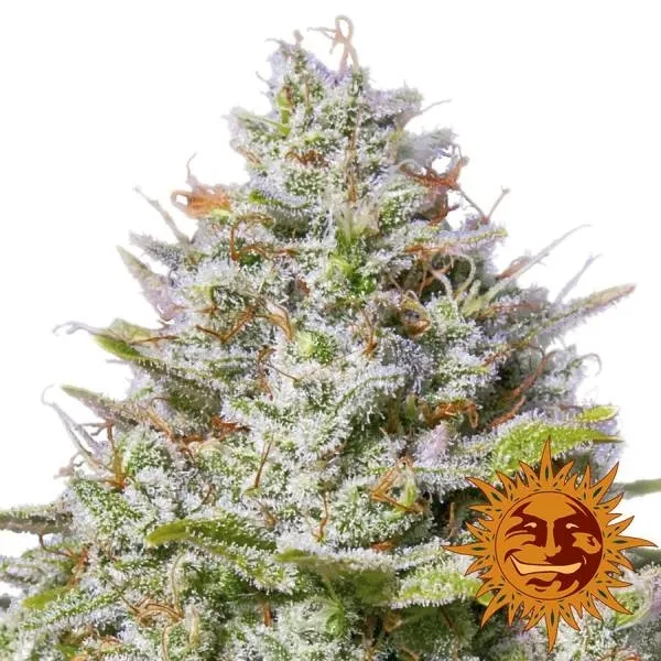 Blue Gelato 41 — imagen 2
