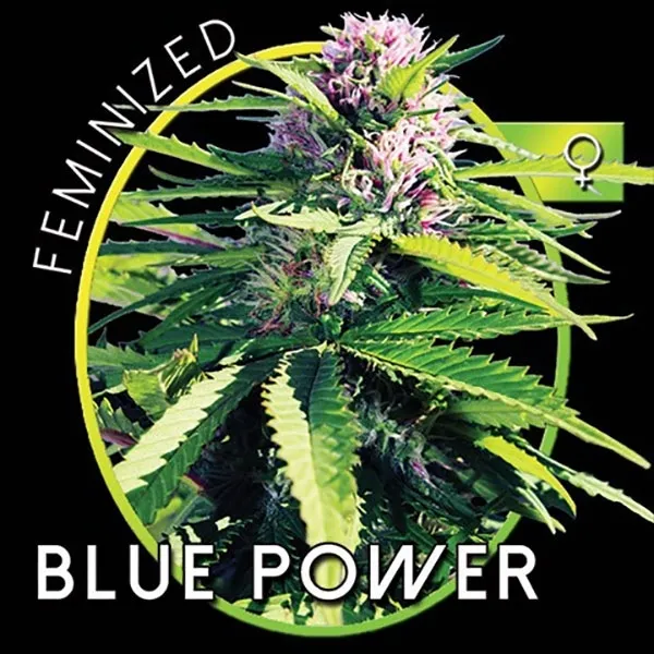 Blue Power — imagen 2