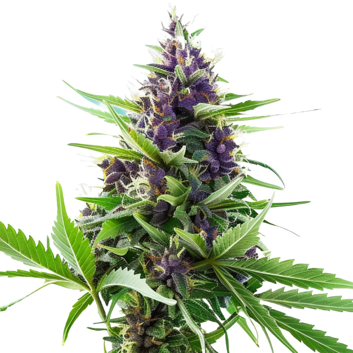 Blueberry Auto — imagen 2