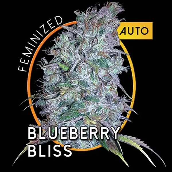 Blueberry Bliss Autoflowering — imagen 2