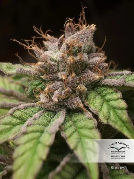 Blueberry — imagen 2