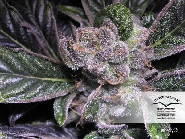 Blueberry — imagen 3