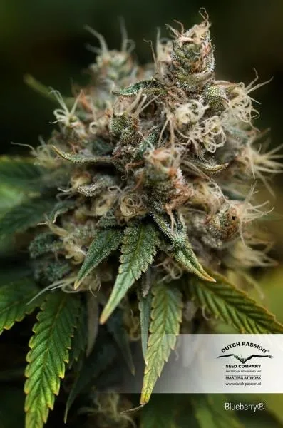 Blueberry — imagen 4
