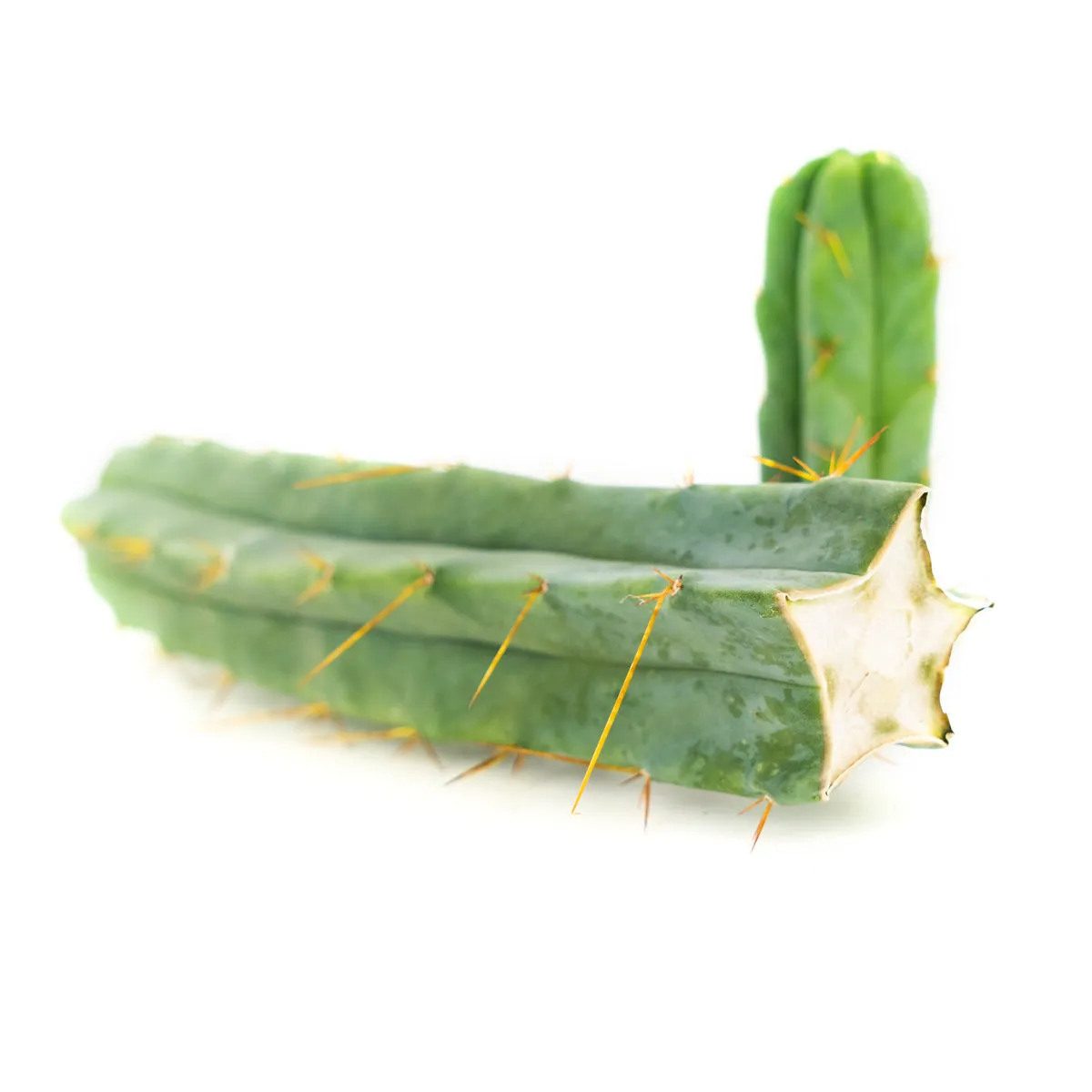 Cactus Antorcha Boliviana (Echinopsis lageniformis) — imagen 2