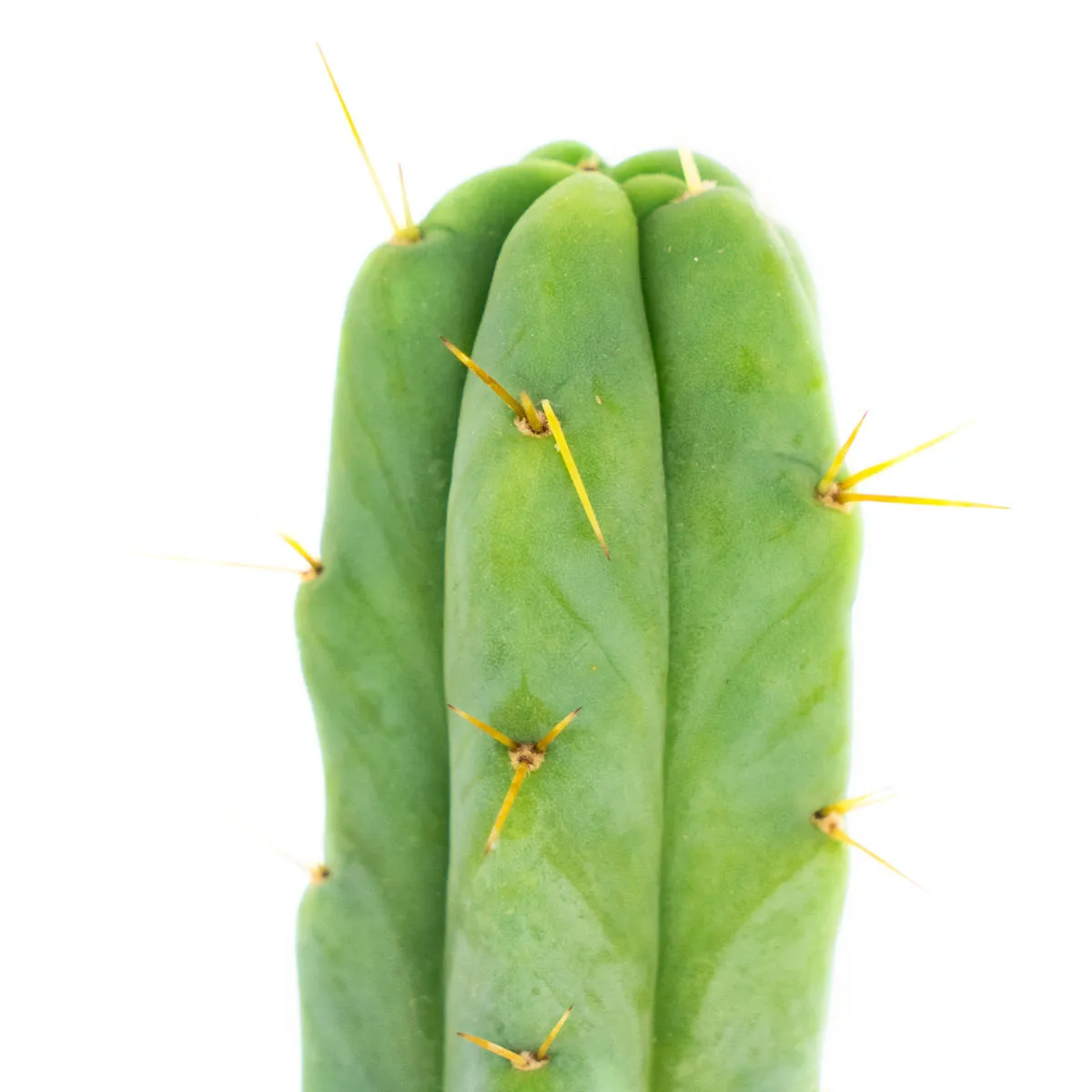 Cactus Antorcha Boliviana (Echinopsis lageniformis) — imagen 3