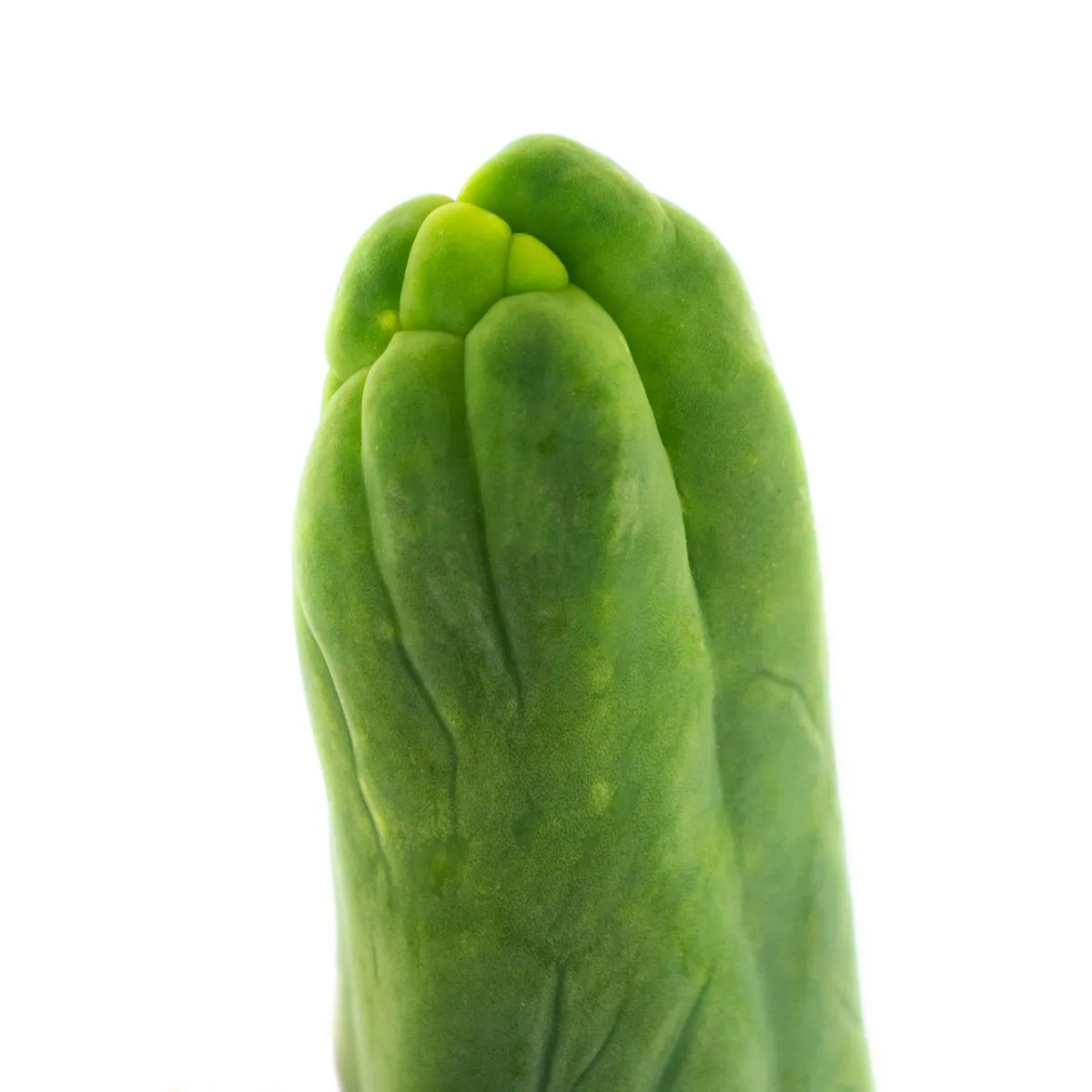 Antorcha Boliviana 'Monstrose' — imagen 3