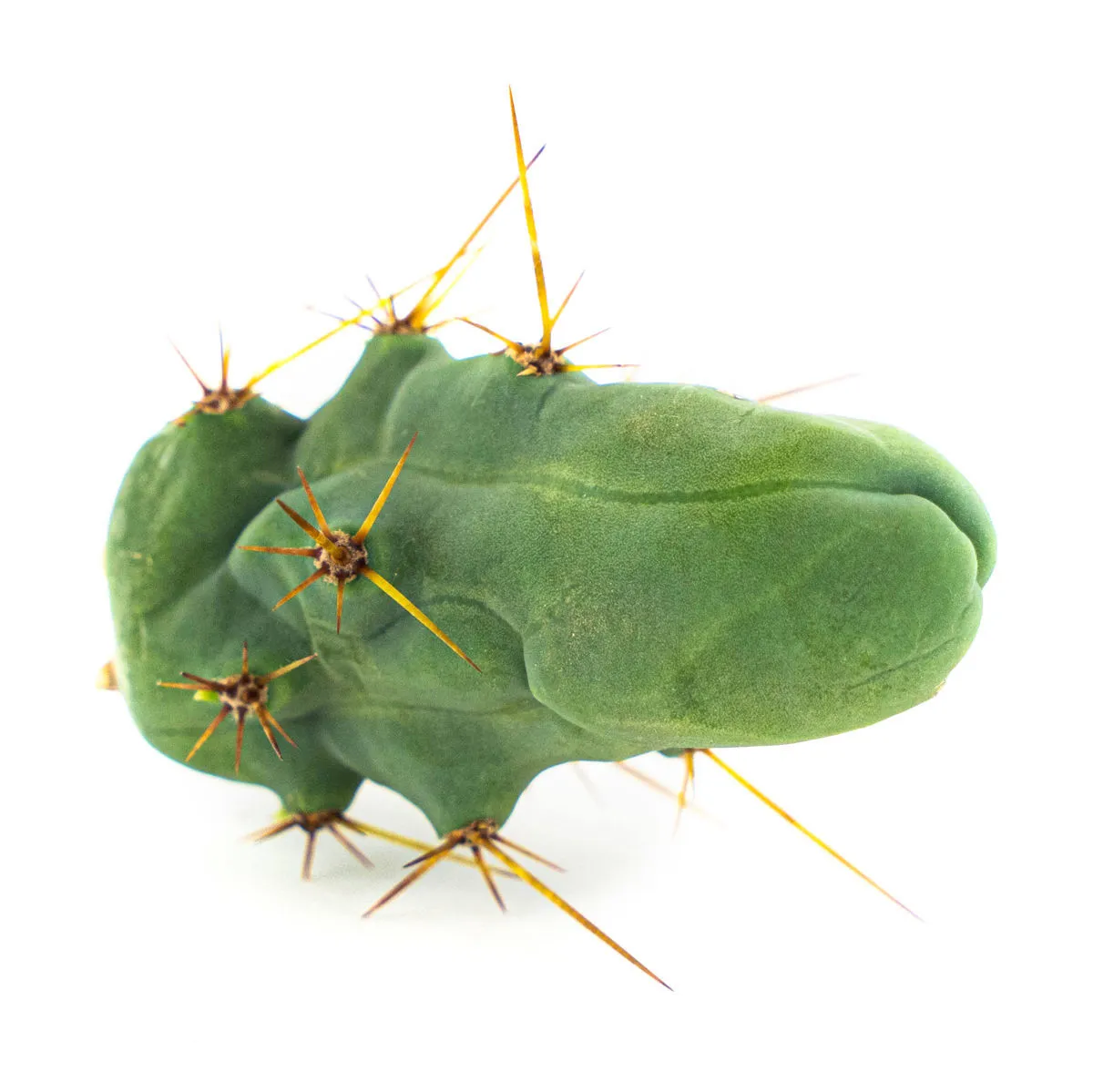 Antorcha Boliviana 'Monstrose' — imagen 4