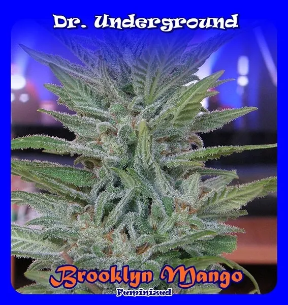 Brooklyn Mango — imagen 2