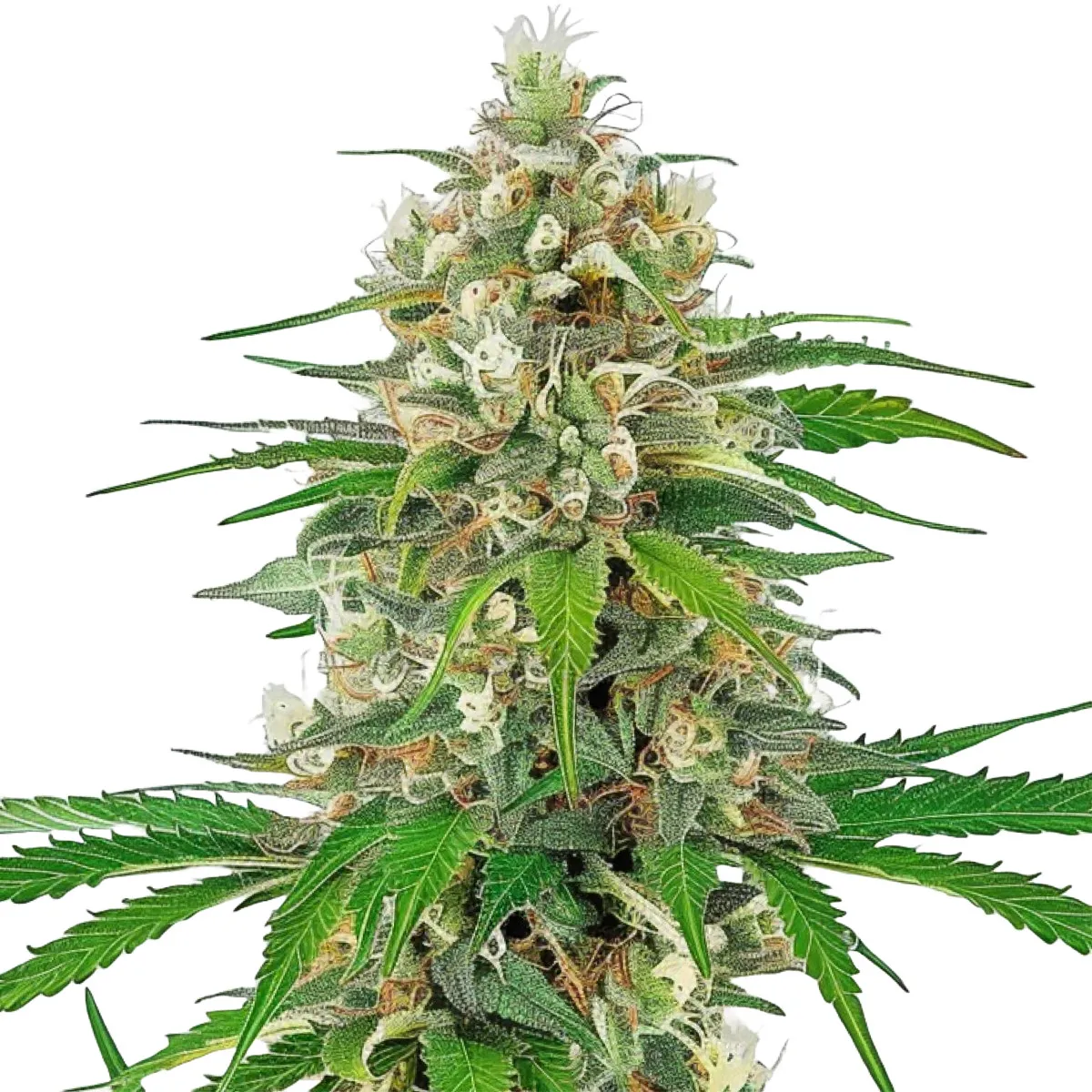 Bruce Banner Auto — imagen 2