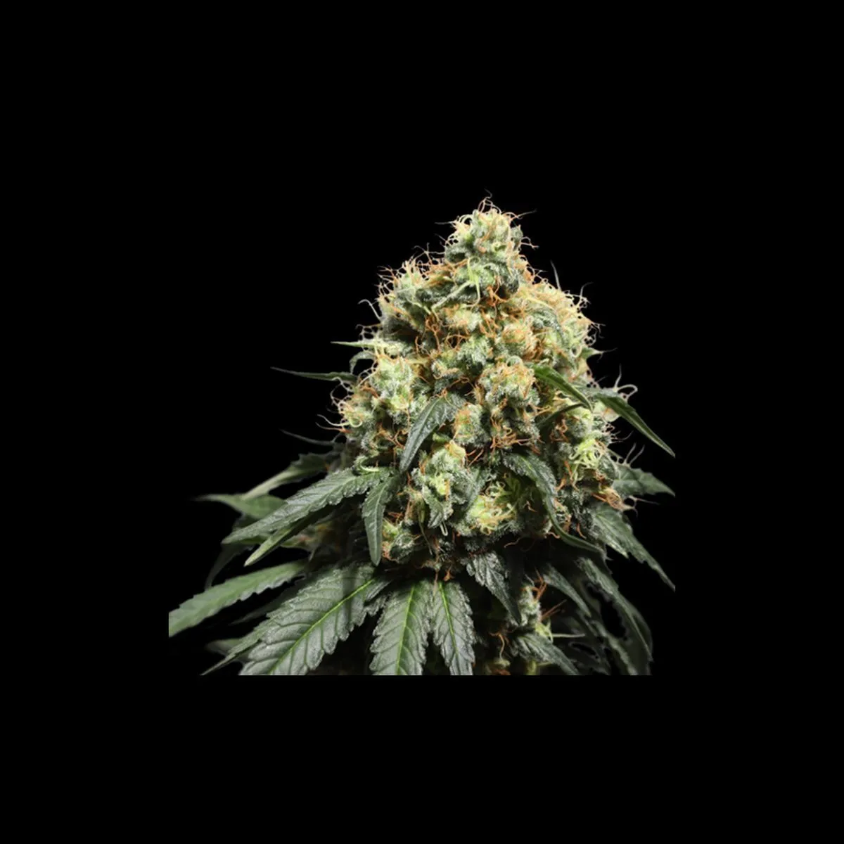 Bruce Lemon Diesel — imagen 2