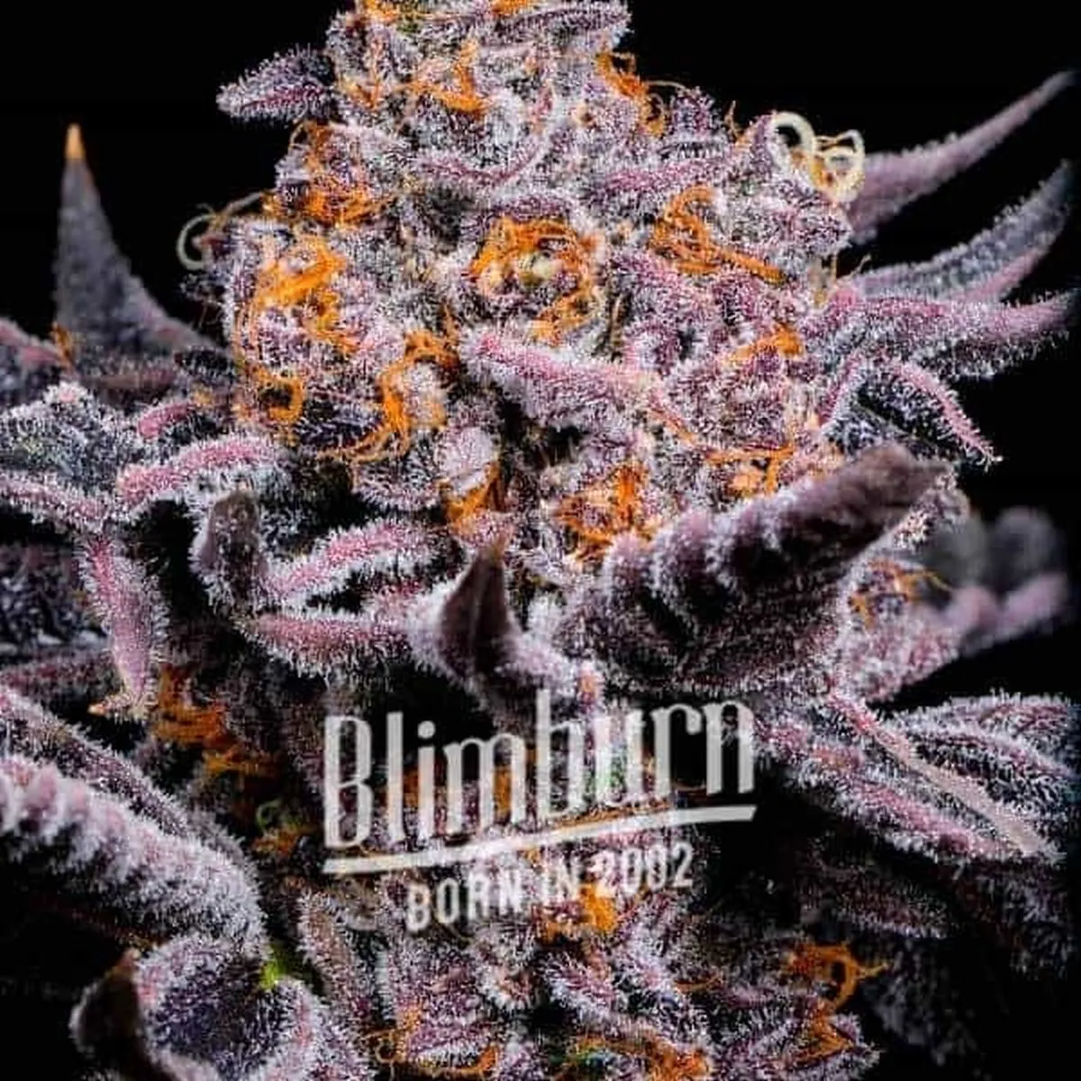 Bubble Gum Sherb — imagen 2