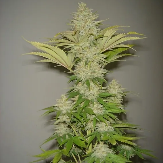 Bubblicious — imagen 2