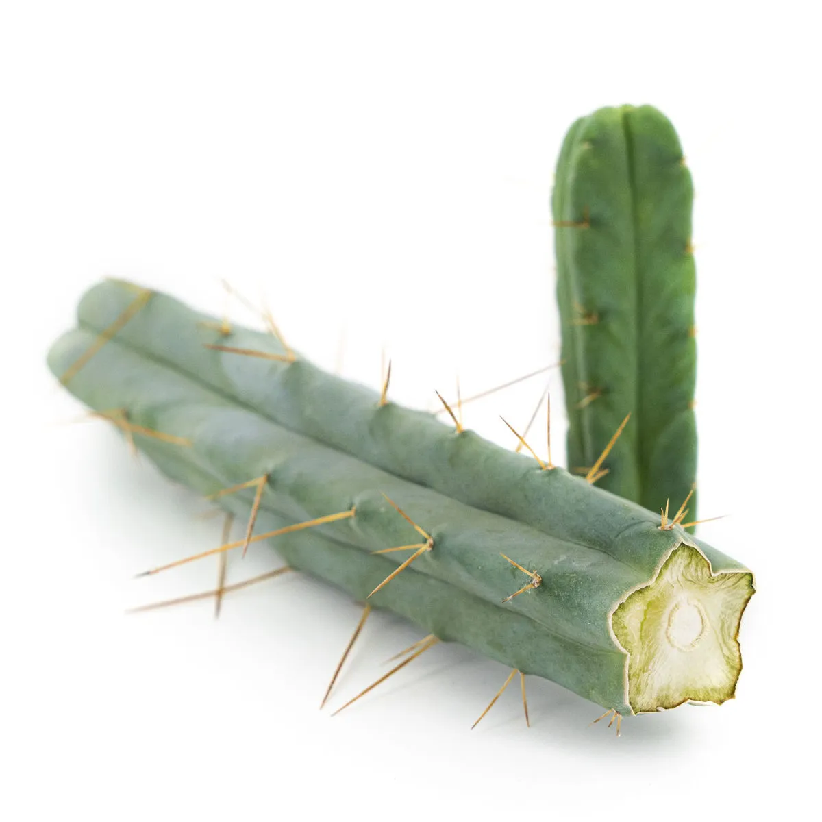 Cactus de los Cuatro Vientos — imagen 2