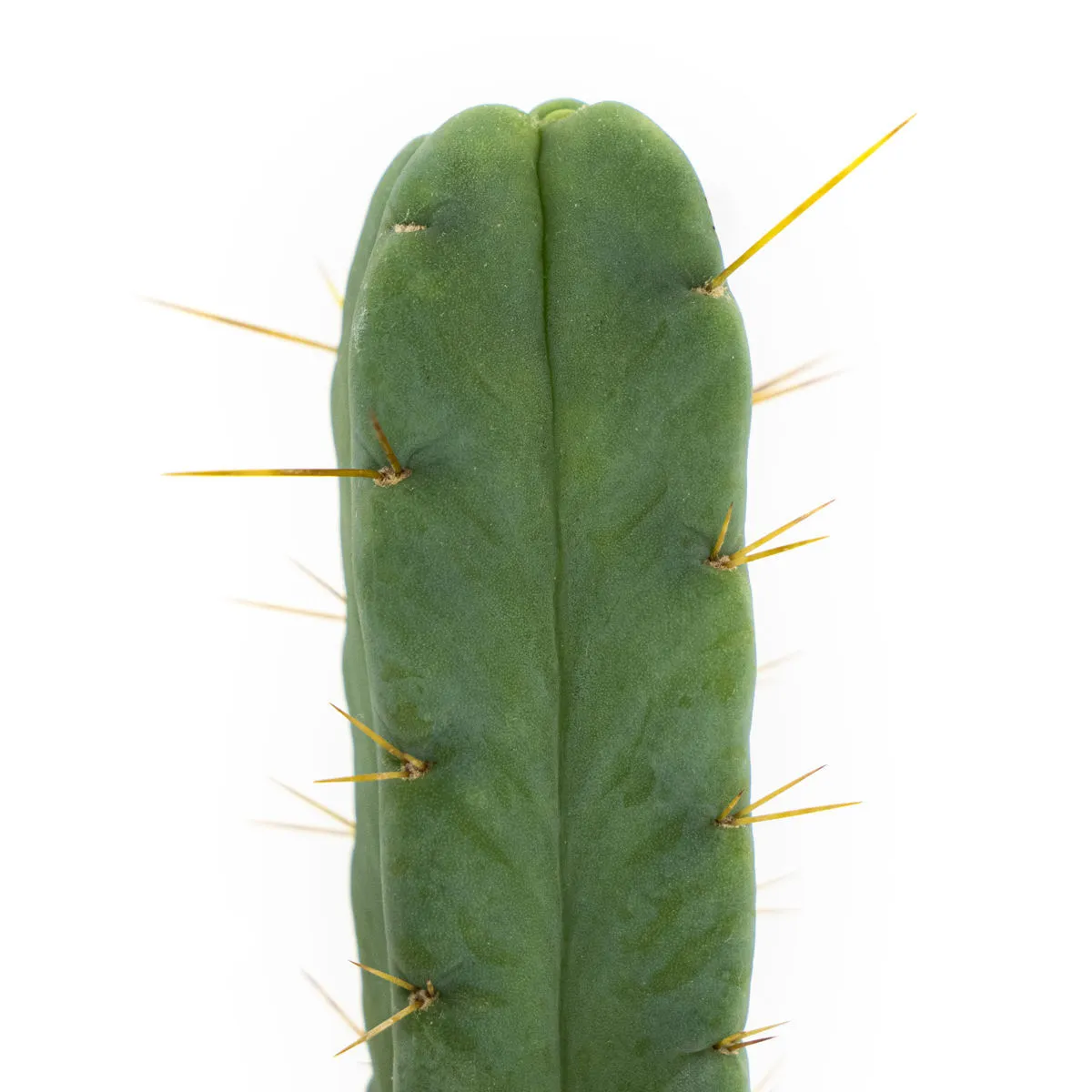 Cactus de los Cuatro Vientos — imagen 3