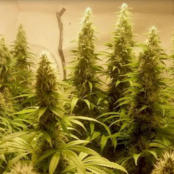 Cali Dream — imagen 2