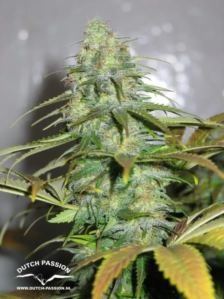Californian Orange — imagen 2
