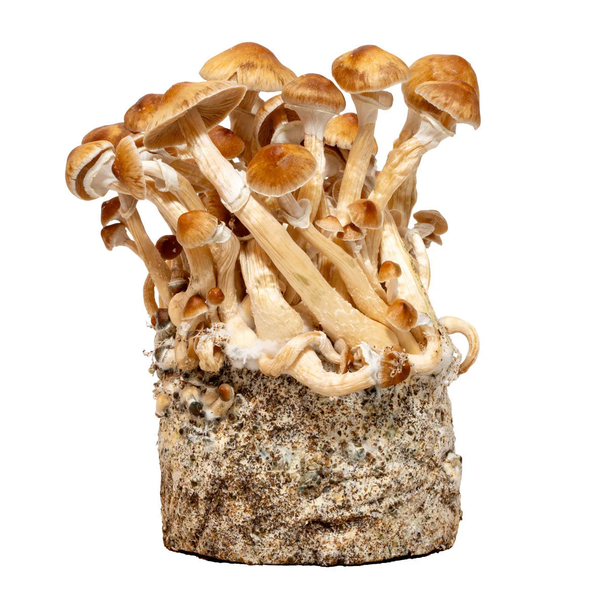 Jeringa de cultivo líquido Cambodia (Acid Shroomz) — imagen 2