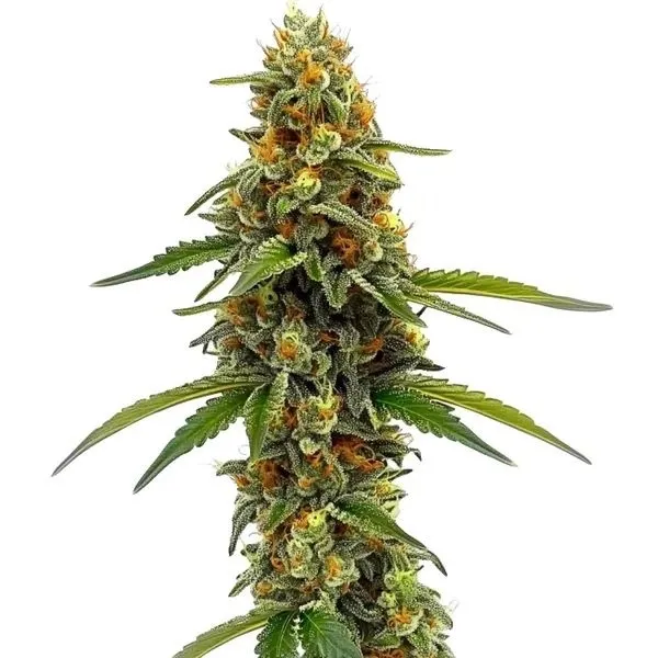 CBD ACDC — imagen 2