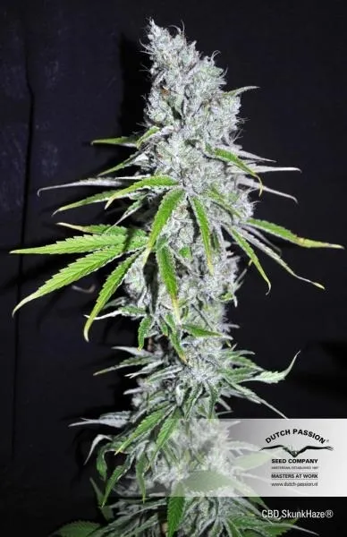 CBD Skunk Haze — imagen 2