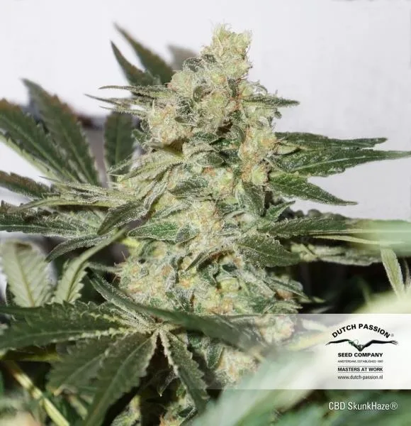 CBD Skunk Haze — imagen 3