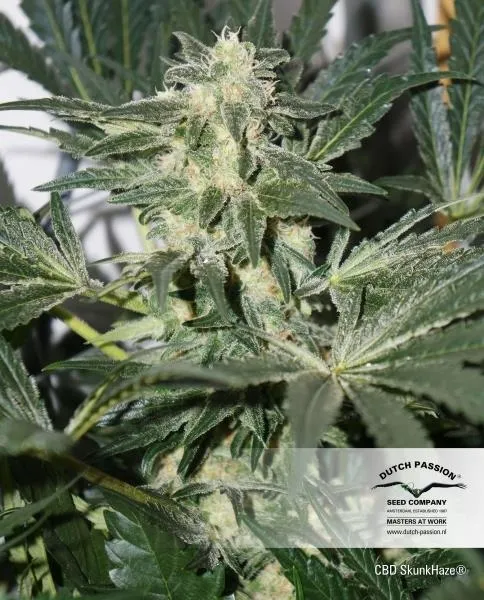 CBD Skunk Haze — imagen 4