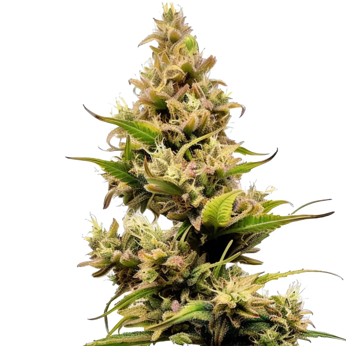Cheese Auto — imagen 2