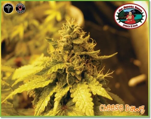 Cheese Dawg — imagen 4