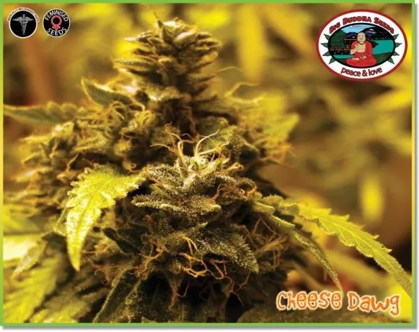 Cheese Dawg — imagen 5