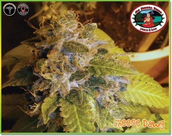 Cheese Dawg — imagen 6