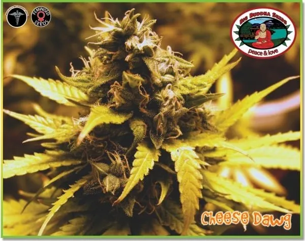 Cheese Dawg — imagen 7