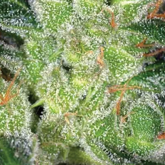 Cheese — imagen 2