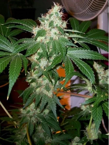 Chem Valley Kush — imagen 2