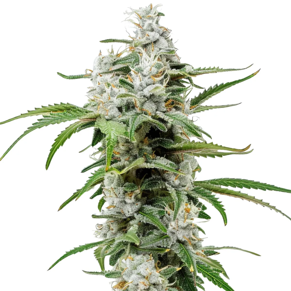 Chemdawg — imagen 2