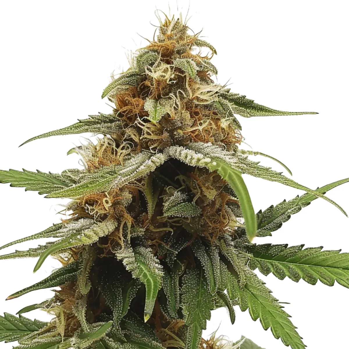 Cherry Pie OG Auto — imagen 2
