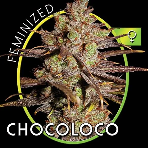 Choco Bud — imagen 2
