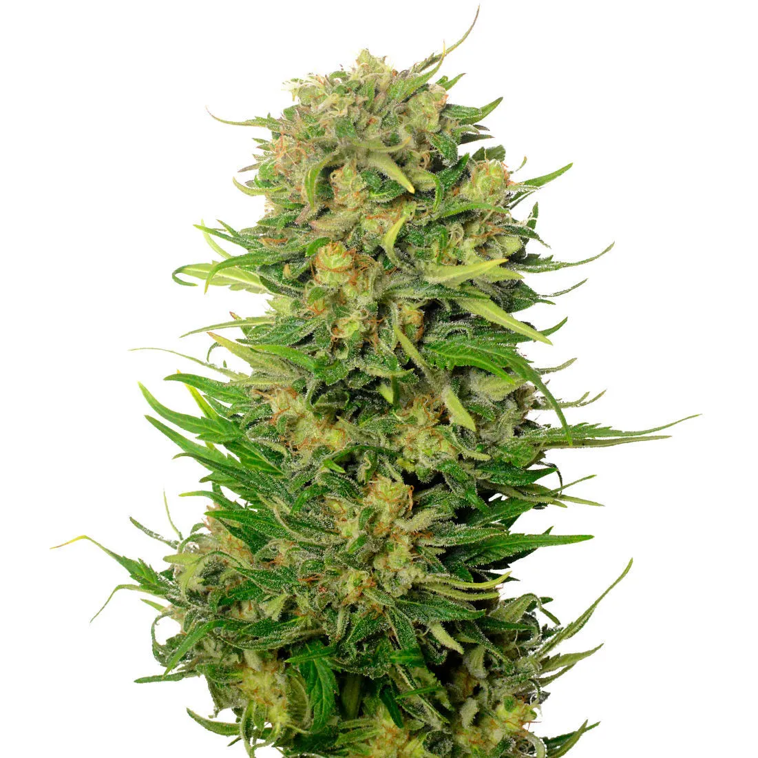 Choco Kush Auto — imagen 2