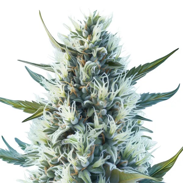 Cinderella 99 Auto — imagen 3