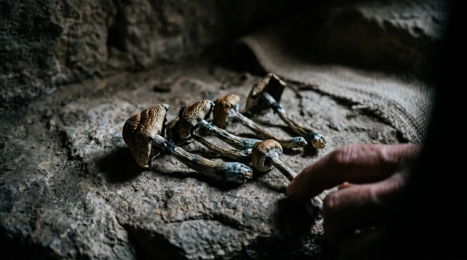 AZARIUS · ¿Esculpieron las setas la mente humana?