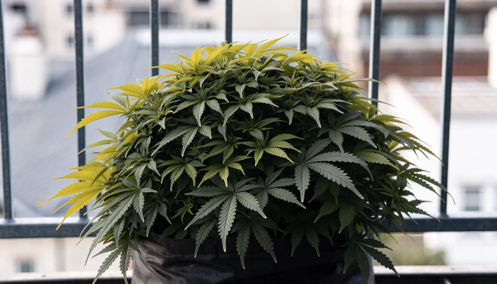 Planta autofloreciente de cannabis corta y frondosa por debajo de la altura de la barandilla del balcón