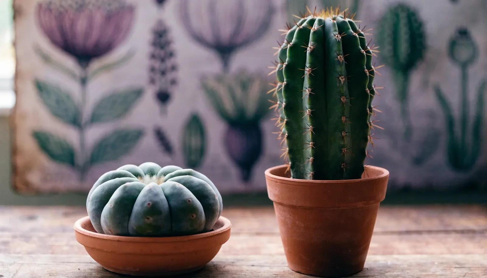 Peyote frente a San Pedro: las diferencias