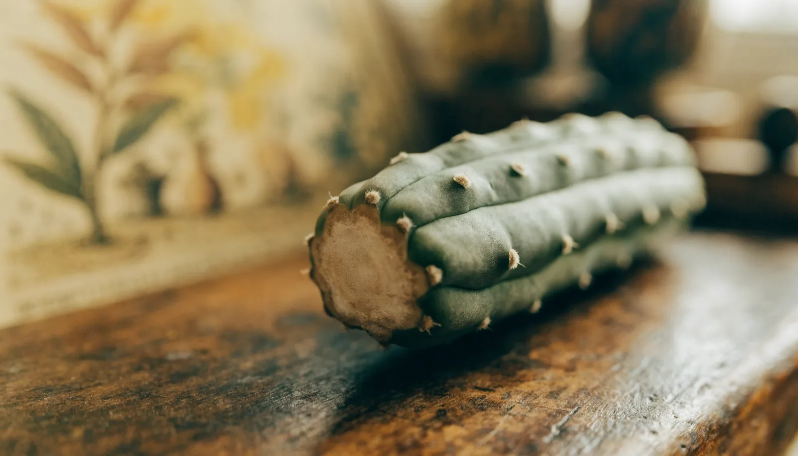 AZARIUS · Cicatrizar y enraizar un esqueje fresco de cactus San Pedro