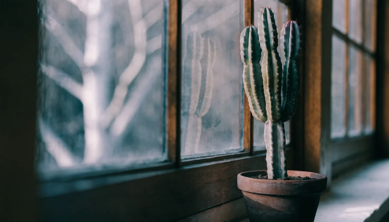 AZARIUS · Calendario mes a mes de cuidado del cactus San Pedro en Europa