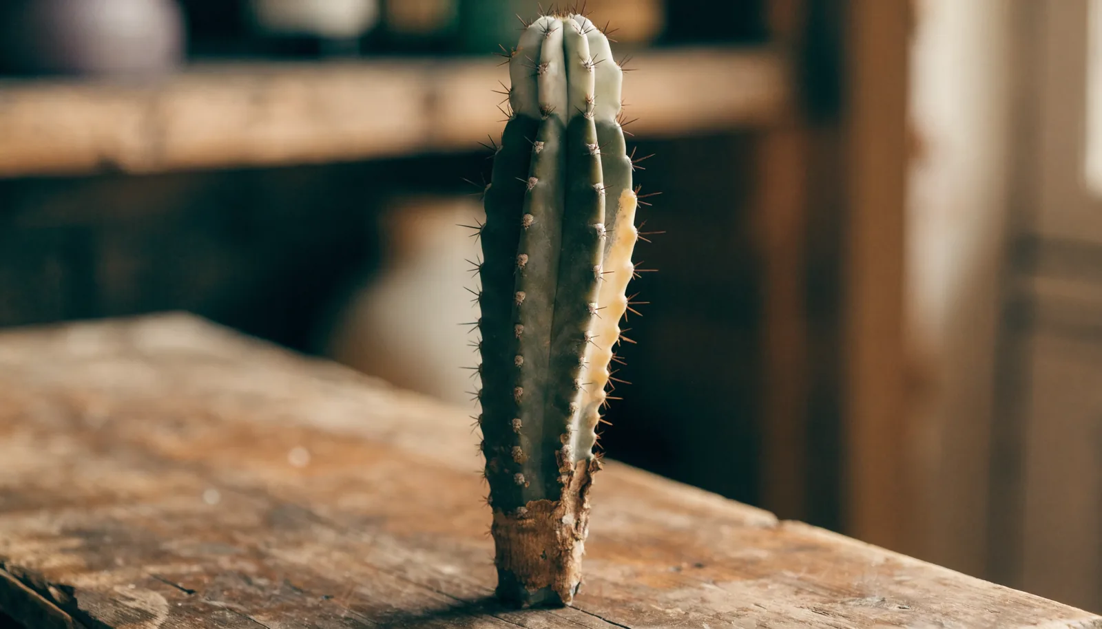 AZARIUS · Diagnóstico del primer año: problemas frecuentes en cactus de mescalina
