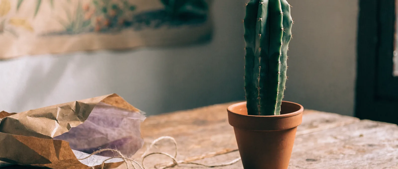 Cuidado del cactus San Pedro y peyote: primer año