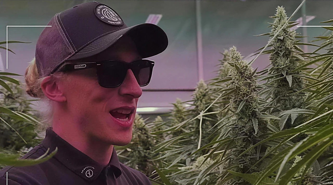 AZARIUS · Rasgos estructurales: por qué importan los tallos robustos en la mejora del cannabis