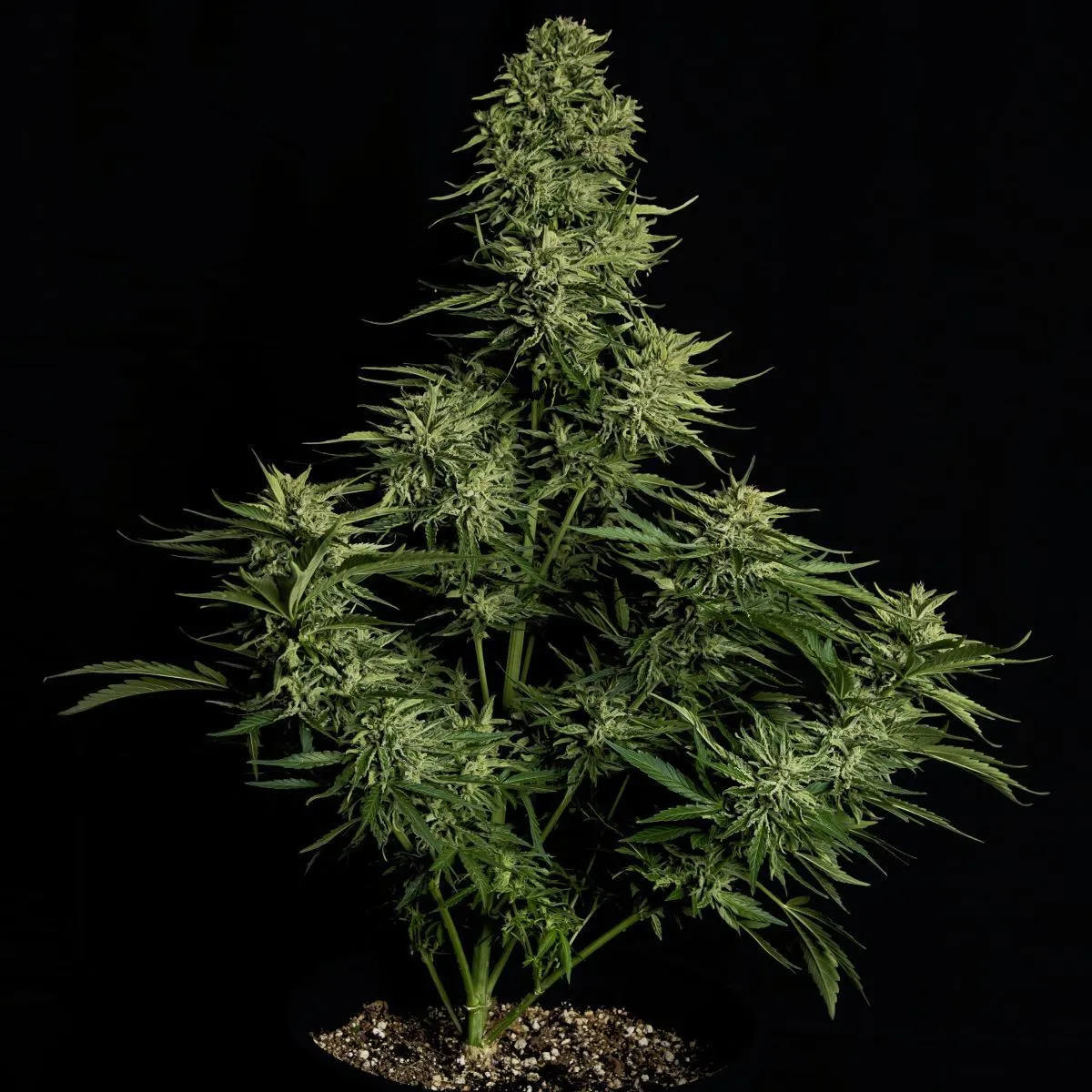 Cosmos F1 CBD — imagen 2