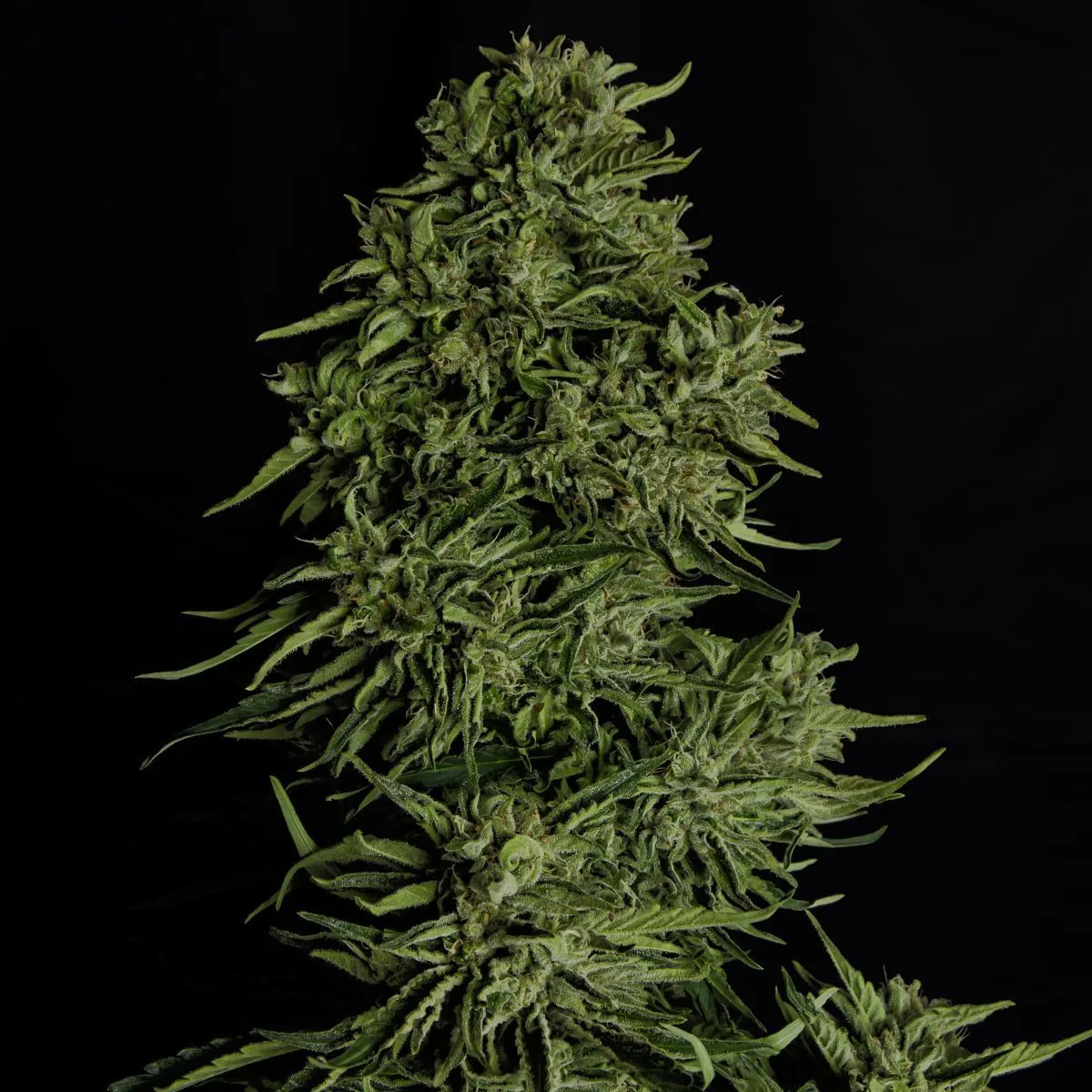 Cosmos F1 CBD — imagen 3