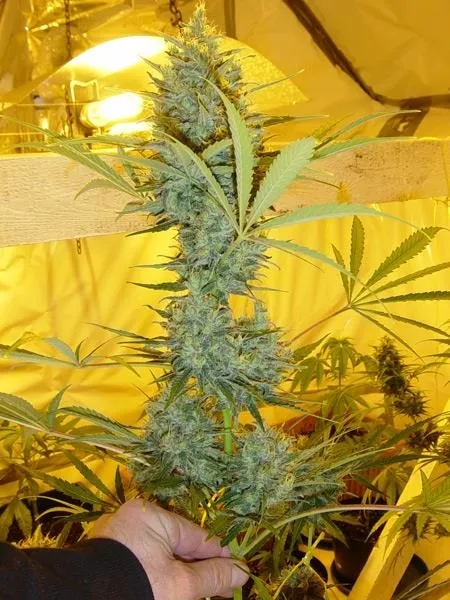 Critical Haze — imagen 2