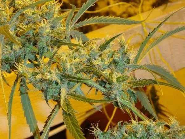 Critical Haze — imagen 3