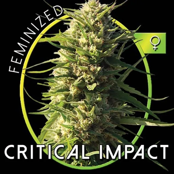 Critical Impact — imagen 2